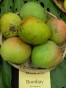 Mango Varieties Of India