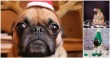 12 Cheerfully Chubby Christmas Ready Pugs