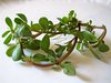 12 Vegetables That You Have Probably Never Heard Of