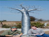 Amazing Trees Extraordinary Perception