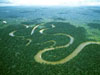Rain Forest