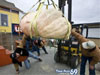 The Biggest Pumpkin 750 Pound