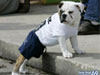 Funny Animals - Funny Animals Video, Funny Animals Jokes