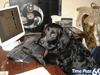 Funny Animals - Funny Animals Images, Funny Animal Facts