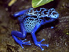 10 Most Poisonous Animals in The World