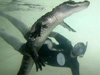 Amazing Swimming With Crocodiles Images