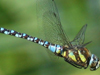In Earth Fastest Animals 