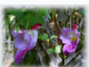 The Parrot Flower