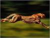 10 Fastest Mammals of Our Planet