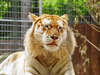 Golden Tiger