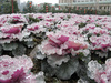 After Ice Rain in South China