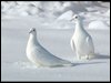 Almost White