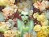 Cabbage Arts Ultimate Collections