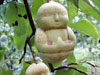 Farmer Grows Buddha Pears