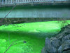 Neon Green River Canada