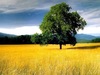Classic Natural Photos