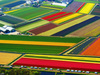 Most Spectacular Tulip Fields of the World