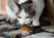 A cat and mouse game