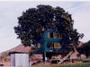 Tree Lover - Environment Friendly Home