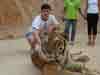 Friendly Tiger - Cute Friendship