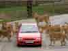 Security Protections Do Not Drive Alone