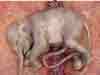 Animals in the Uterus