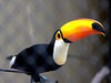 Different types of birds in the world