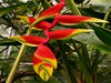 Different varieties of flowers images