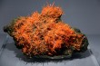 Earth's treasures go on show in Paris