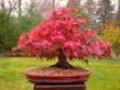 Japanese bonsai plants Japanese Bonsai Japanese bonsai tree
