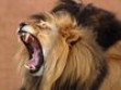 Most dangerous animals in the world 