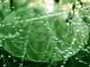 After Rain Effects in Spiders Web