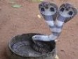 Snakes having two heads Different types of snakes Dangerous snakes
