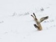 The incredible winners of the 2016 Comedy Wildlife Photography awards
