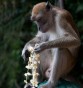 The nine most dangerous animals you're likely to encounter on holiday