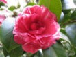 Top 10 most beautiful and rarest flowers in the world
